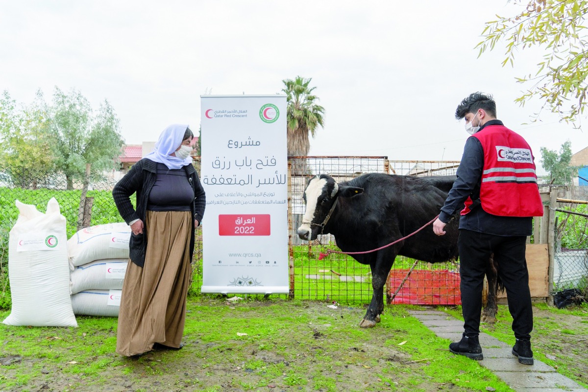 A QRCS representative hands over a cow to a beneficiary under income generation programme in Iraq.