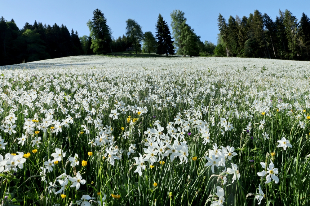 Narcissi, also known as daffodils or?jonquils, are pictured in full bloom in a meadow on a hot spring morning in Glion near Montreux, Switzerland, May 20, 2022. REUTERS/Denis Balibouse
