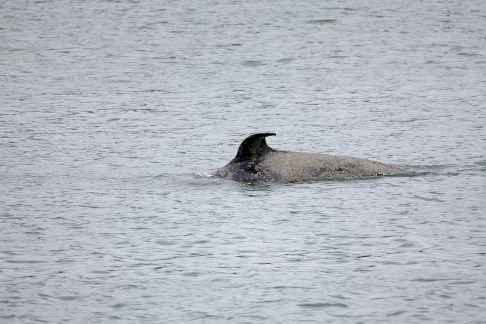 An orca swims in the Seine river at Duclair in Normandy, after straying into the river from the sea and swimming from Le Havre to Rouen, France, May 26, 2022. REUTERS/Pascal Rossignol


