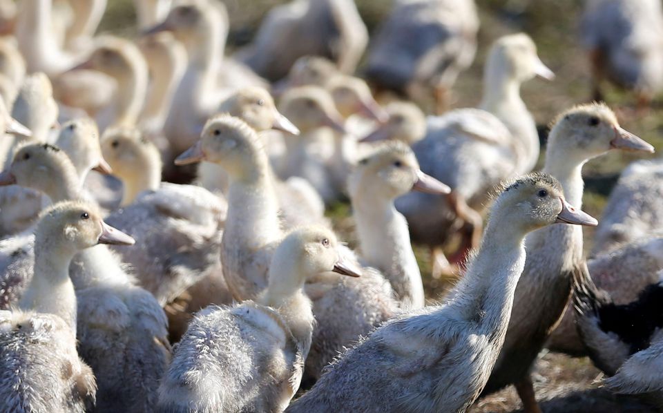 Ducks are seen in a field in Bourriot Bergonce, southwestern France, January 7, 2017. REUTERS/Regis Duvignau/File Photo

