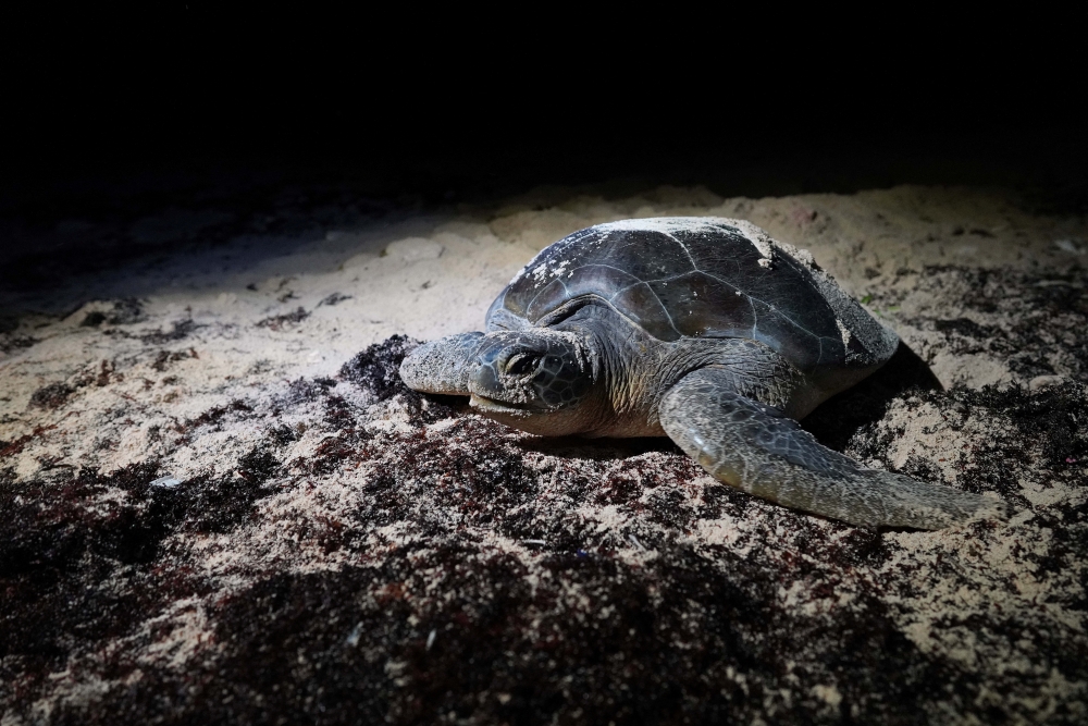 A green sea turtle returns to the sea after laying eggs on the beach in Guanahacabibes Peninsula, Cuba, June 28, 2022. REUTERS/Alexandre Meneghini