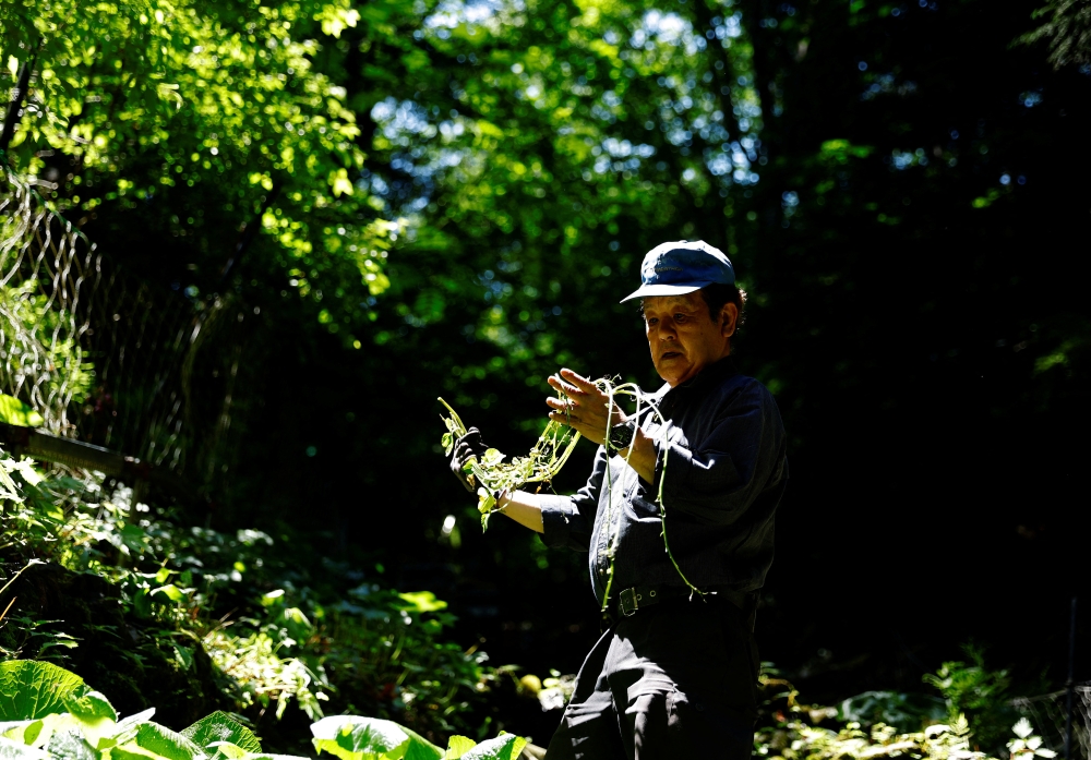 Wasabi farmer Masahiro Hoshina, 72, looks at wasabi seeds to check their growth pace in his farm in Okutama town, Tokyo, Japan, May 30, 2022.  REUTERS/Kim Kyung-Hoon