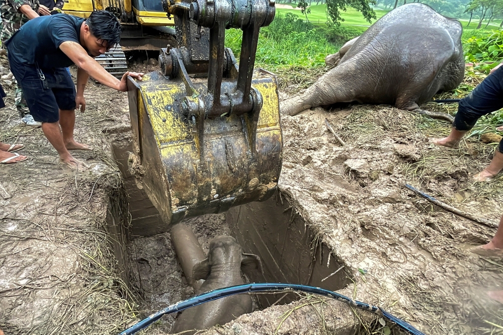 Rescue workers use an excavator as they rescue an elephant calf after it fell into a manhole in Khao Yai National Park, Nakhon Nayok province, Thailand, July 13, 2022. (REUTERS/Taanruuamchon)

