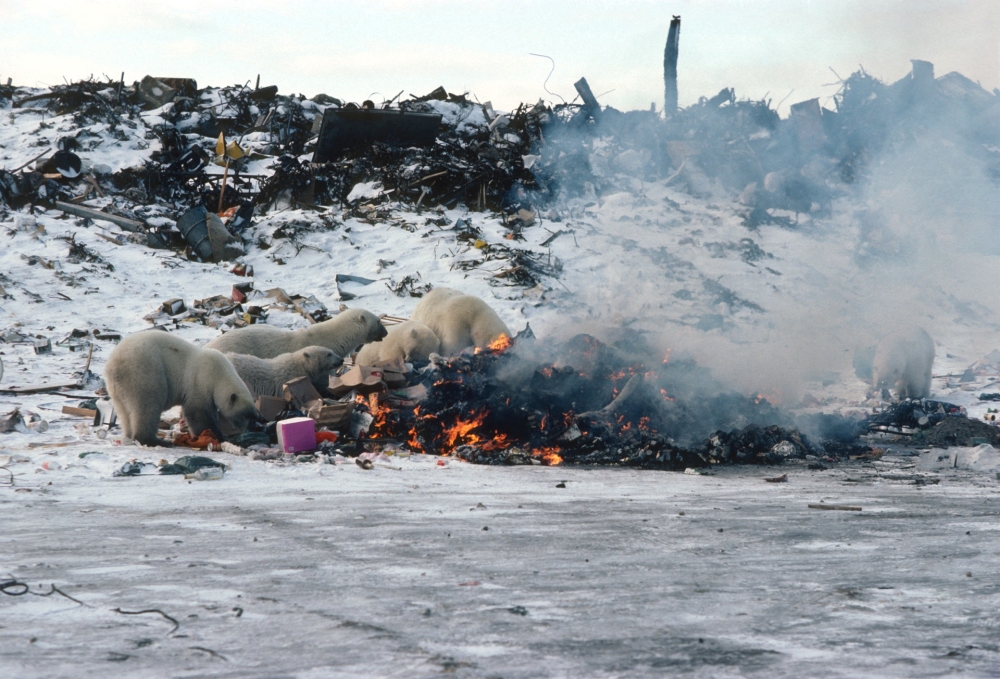 Polar bears scavenge for food at a dump in Churchill, Canada, in this handout image dated circa 2003. In 2005, the community permanently closed its dump and now stores garbage in a secure facility. Dan Guravich/Polar Bears International/Handout via REUTERS 