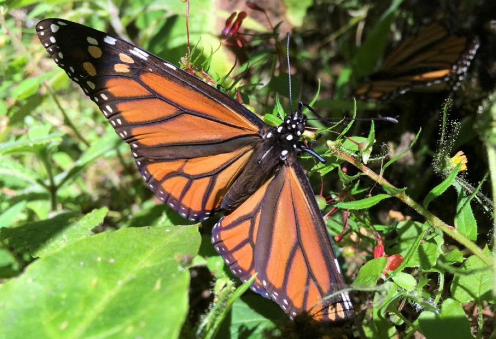 A monarch butterfly sits on a branch of a tree at El Rosario sanctuary, in El Rosario, in Michoacan state, Mexico December 4, 2021. Picture taken December 4, 2021. REUTERS/Josue Gonzalez/File Photo