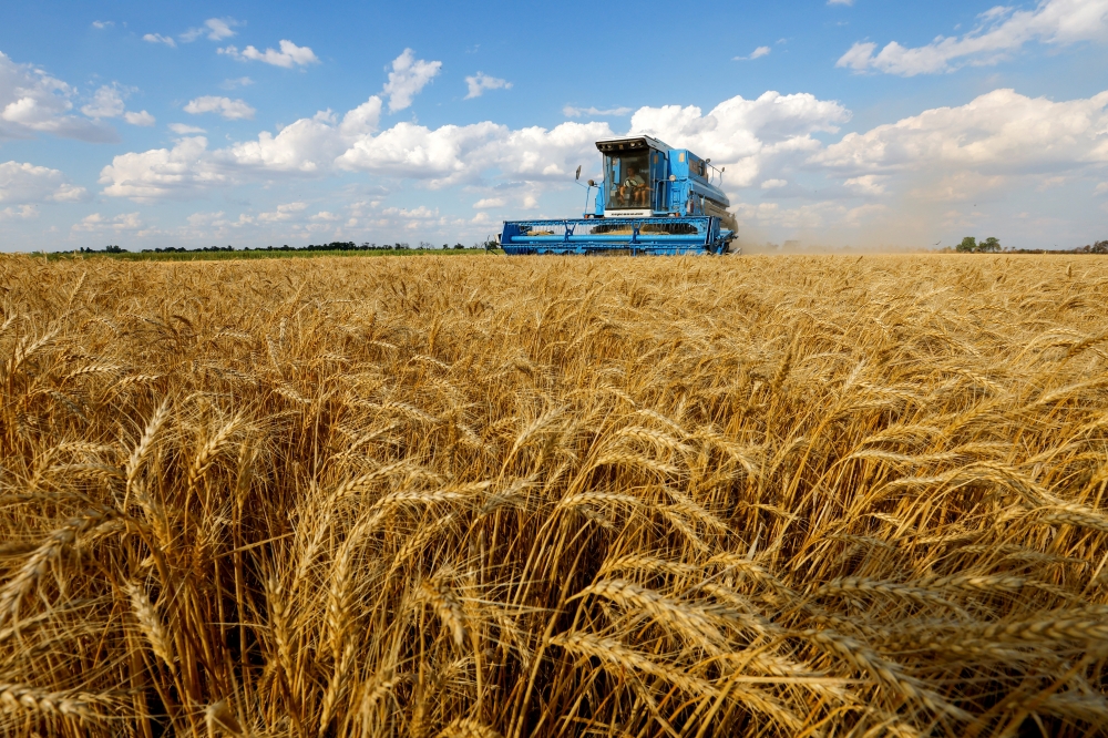 A combine harvests wheat during Ukraine-Russia conflict in the Russia-controlled village of Muzykivka in the Kherson region, Ukraine, July 26, 2022. (REUTERS/Alexander Ermochenko)