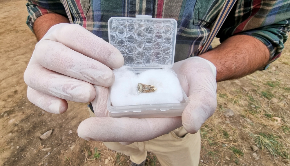 Giorgi Bidzinashvili, an archaeologist and the dig team's scientific leader, demonstrates a tooth belonging to an early species of human, which was recovered from rock layers presumably dated to 1.8 million years old, near an excavation site in Dmanisi outside the village of Orozmani, Georgia, September 8, 2022. REUTERS/David Chkhikvishvili