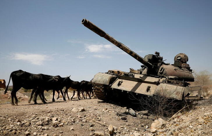 Cows walk past a tank damaged in fighting between Ethiopian government and Tigray forces, near the town of Humera, Ethiopia, on March 3, 2021. File Photo / Reuters

