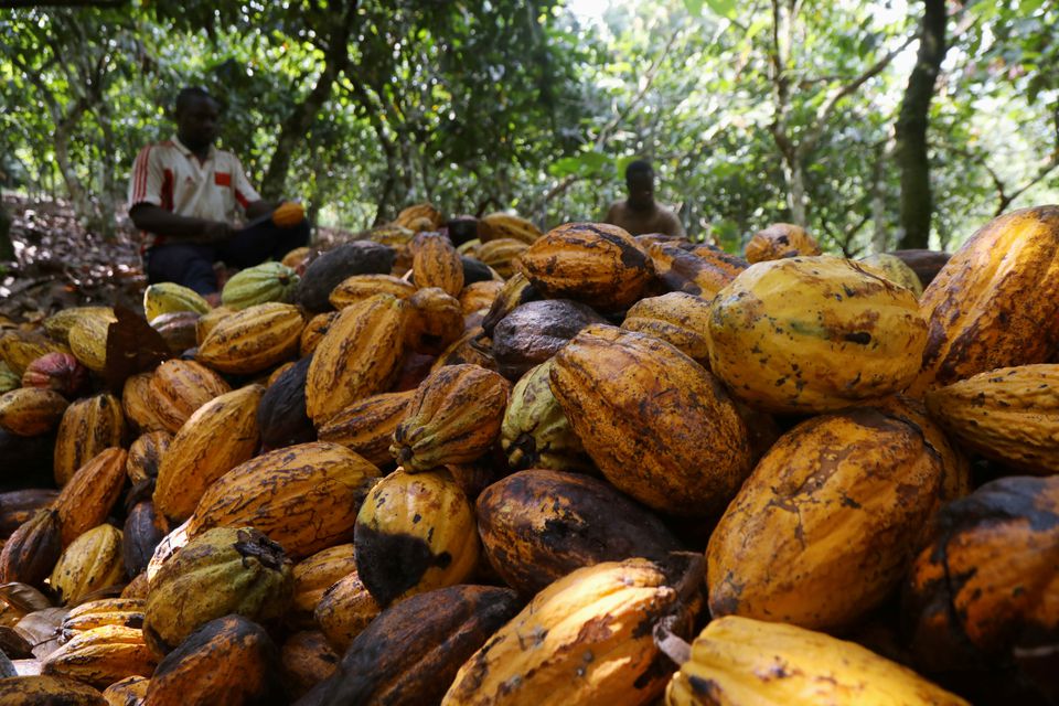 Farmers break cocoa pods at a cocoa farm in Soubre, Ivory Coast, on January 6, 2021. File Photo / Reuters