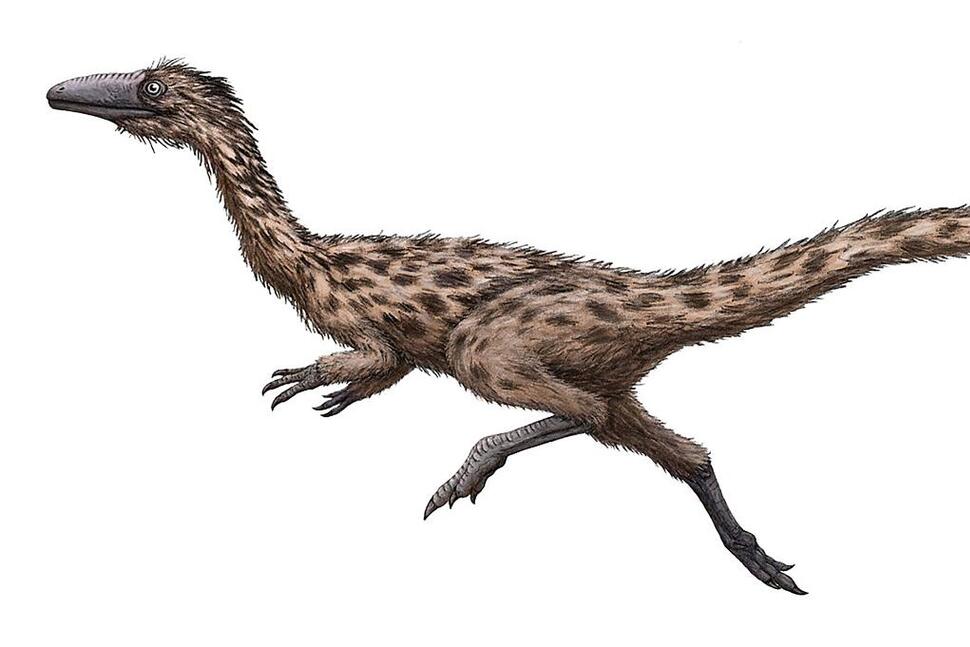 An artist's rendering of the dinosaur Podokesaurus holyokensis, which lived millions of years ago in what is now Massachusetts. The dinosaur has been named the official dinosaur of Massachusetts under legislation signed into law in Boston on October 19, 2022. (Credits: FunkMonk Michael B.H. via AP)