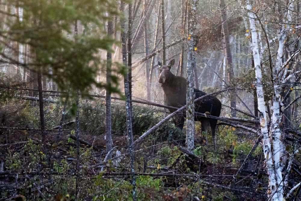 A moose stands in the forest in Shirley, Maine, U.S., October 16, 2022. REUTERS/Lauren Owens Lambert