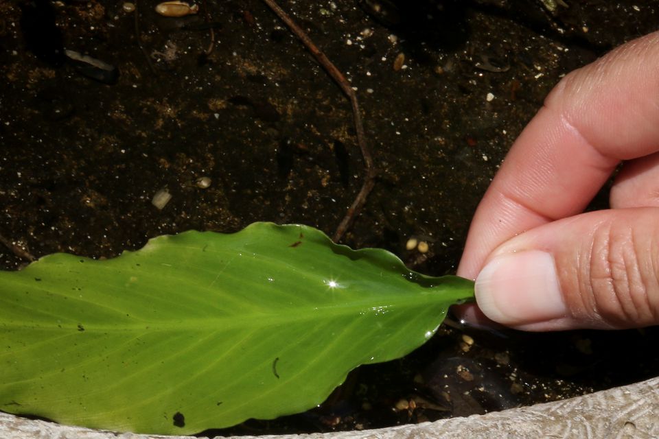 A woman uses a leaf to look for mosquito larvae in Big Pine Key, near Marathon, Florida, US, on May 4, 2021.  File Photo / Reuters
