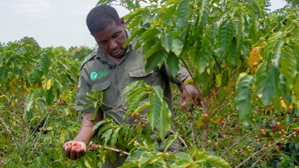 Gorongosa Park warden Pedro Muagura picks drought-resistant coffee beans from trees at Mozambique's Mount Gorongosa, in Sofala Province of central Mozambique, October 21, 2022. REUTERS/ Emidio Jozine