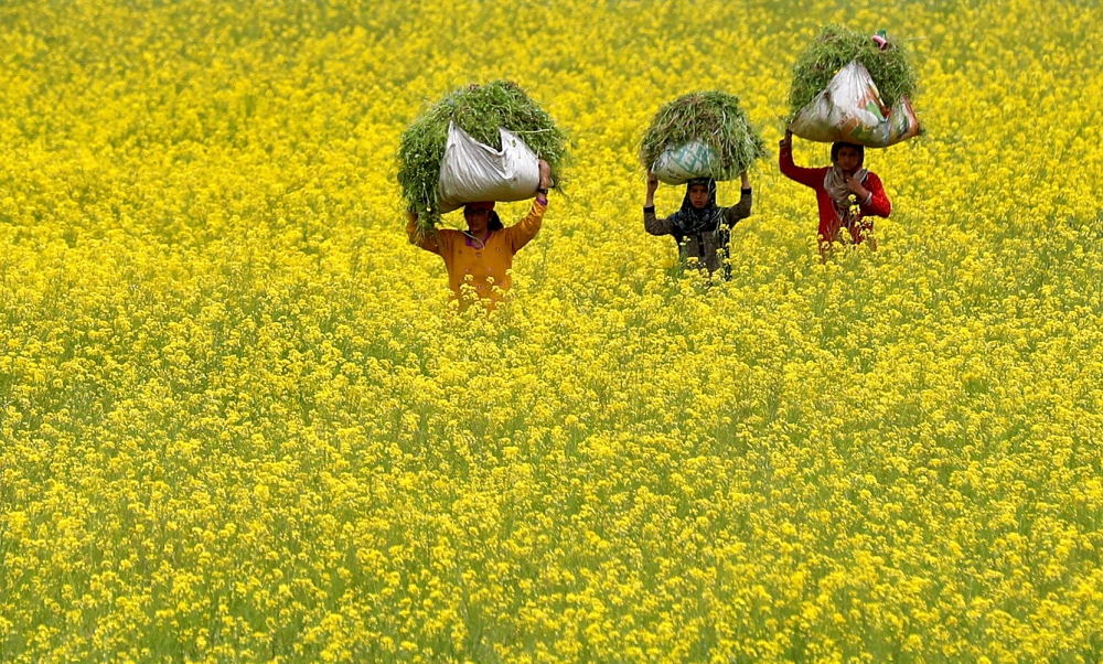 Women carry fodder for their cattle through a mustard field on Earth Day on the outskirts of Srinagar, April 22, 2020. (REUTERS/Danish Ismail)