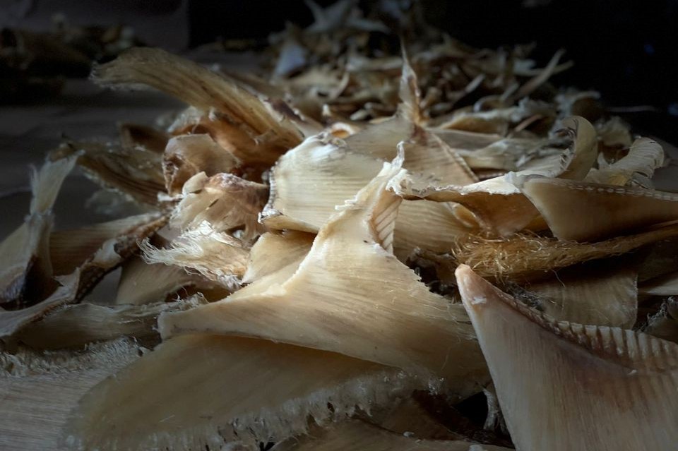 Seized shark fins are placed on the floor after authorities confiscated a shipment of 3,493 shark fins which were to be illegally trafficked to Hong Kong from Bogota's airport, in Bogota, Colombia, September 23, 2021. (Colombian Environment Ministry/Handout via REUTERS)