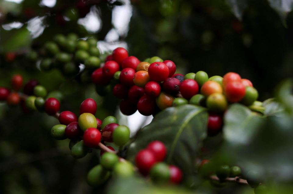 Coffee berries are seen on a tree at the Biological Institute plantation in Sao Paulo, Brazil May 8, 2021. (REUTERS/Amanda Perobelli)