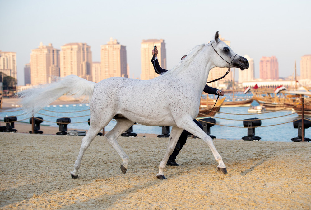 A file photo of Katara International Arabian Horse Festival. 