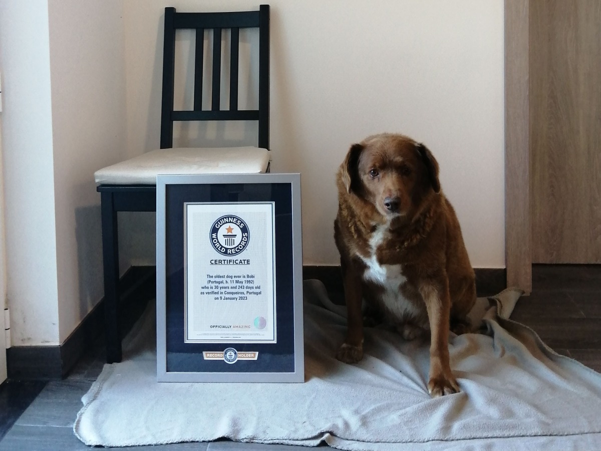 Bobi, a Rafeiro do Alentejo, was born on his family's farm in Conqueiros, Portugal, on May 11, 1992. Picture: Guinness World Records photo

