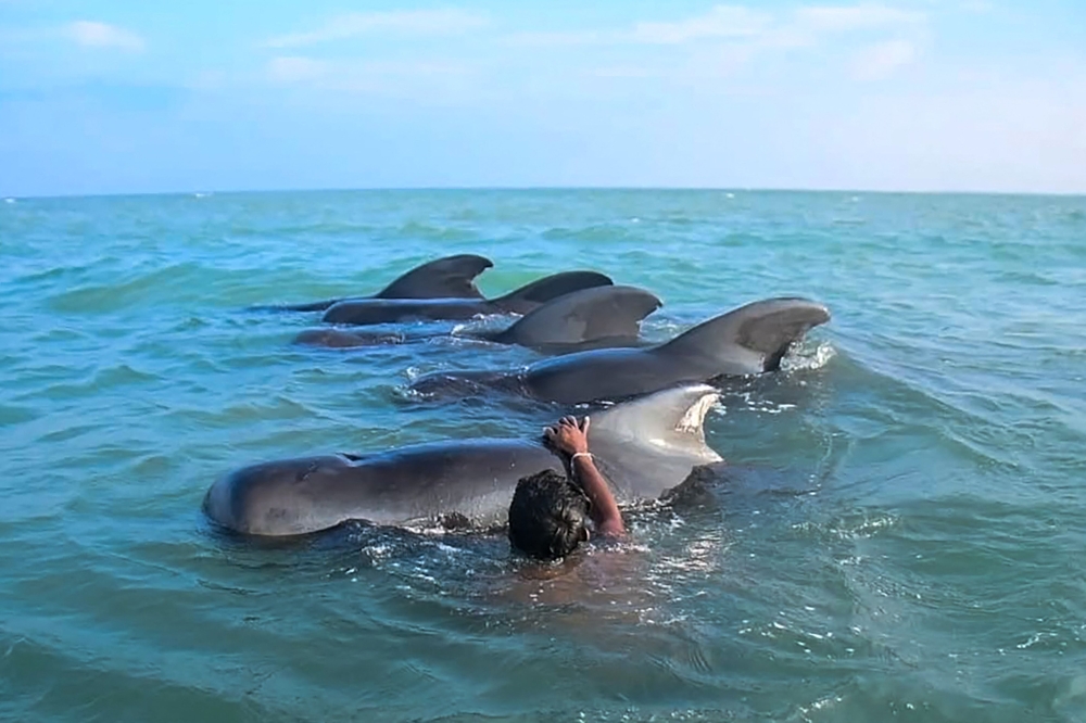 A Sri Lankan fisherman tries to push back stranded pilot whales into the deep water in the northwestern coast of Kudawa on February 11, 2023.(Photo by AFP)
 