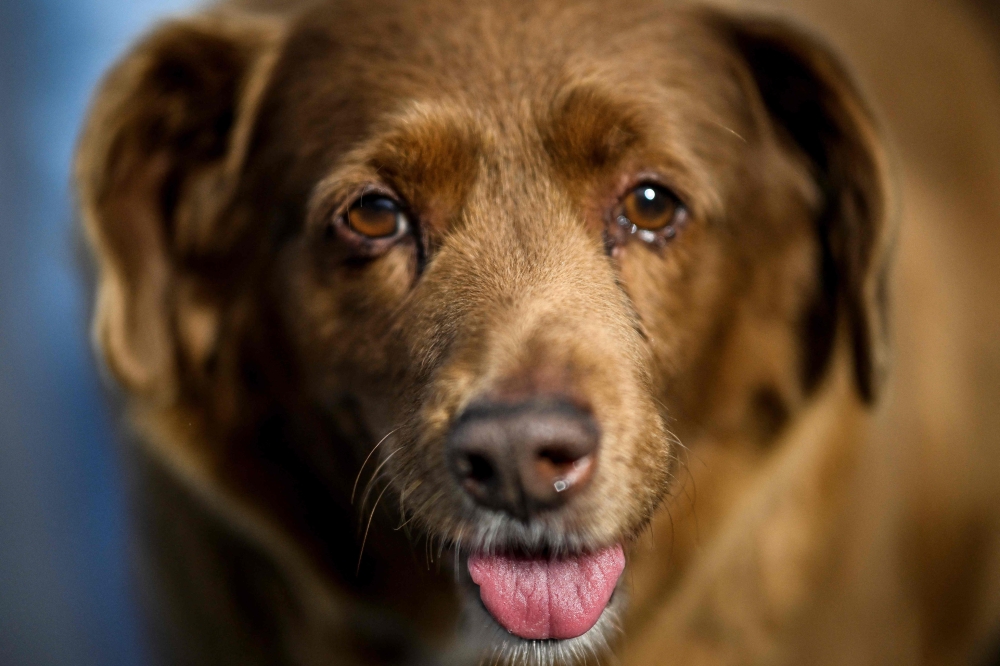 A picture taken on February 12, 2023 shows Bobi, a 30 year-old Portuguese dog that has been declared the world's oldest dog by Guinness World Records, at his home in the village of Conqueiros near Leiria. (Photo by PATRICIA DE MELO MOREIRA / AFP)