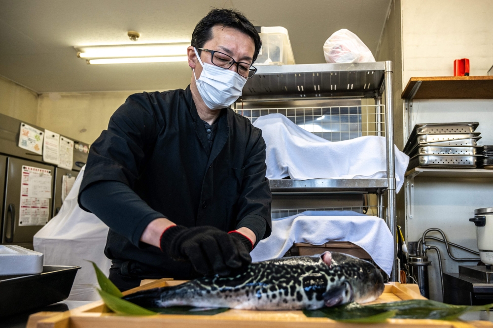 This photo taken on January 19, 2023 shows Yoshimasa Kanno, operator of the Minatoya hotel, preparing tiger puffer fish at his hotel in Soma city of Japan's Fukushima Prefecture. Photo by Philip FONG / AFP