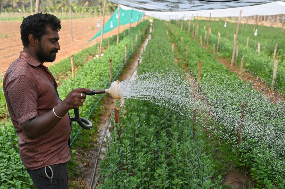 A farmer waters chrysanthemum saplings cultivated in a field with a net covering on the outskirts of Bengaluru on March 16, 2023. (Photo by Manjunath Kiran / AFP)