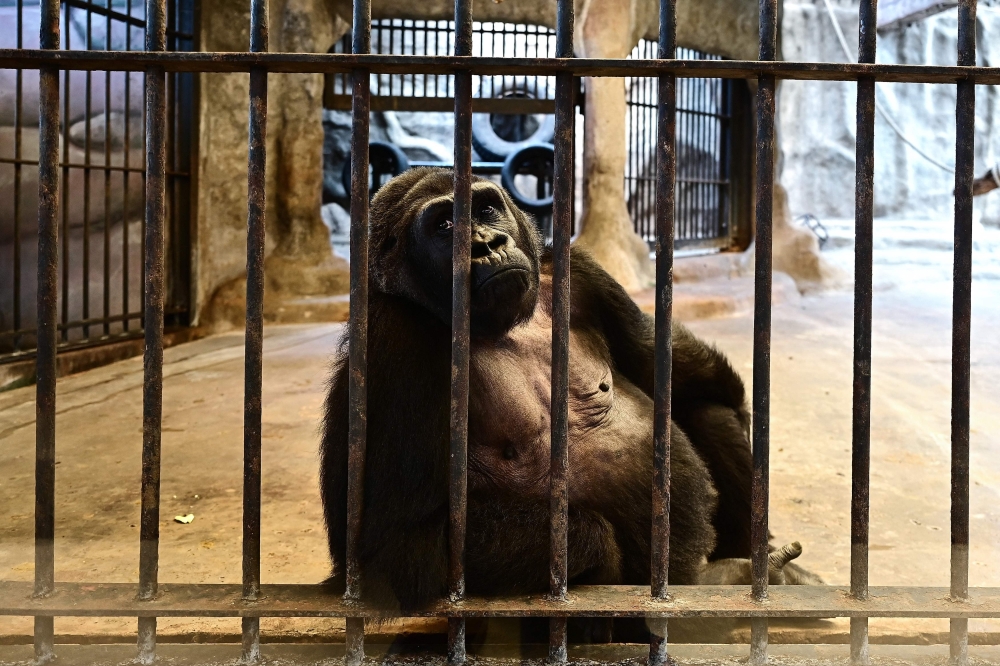 This photograph taken through a glass facade on March 9, 2023 shows Thailand's only gorilla, a female named 'Bua Noi' or Little Lotus, looking on from behind the bars of her cage at the Pata Zoo in Bangkok. (Photo by Manan Vatsyayana / AFP) / 