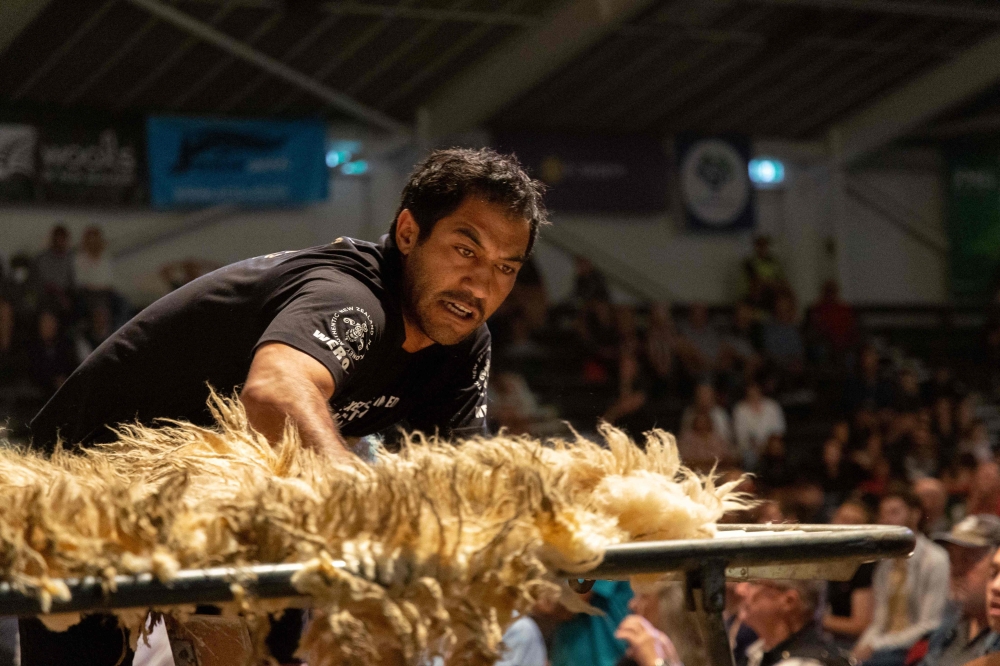 In this file photo taken on March 04, 2023, Joel Henare from Gisborne casts a fleece as he competes in the wool handlers section during the Golden Shears International sheep shearing competition at The Wool Shed in Masterton. 