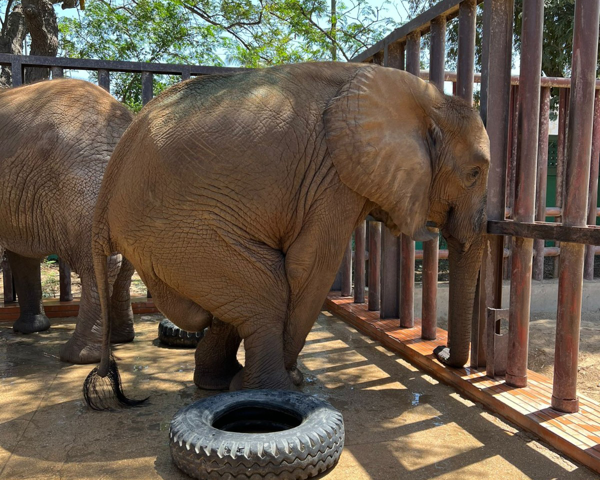 Pic: Twitter / Four Paws 