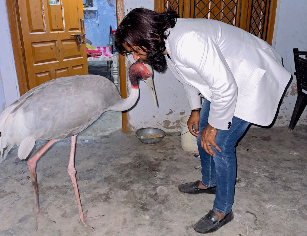 This handout picture taken on March 6, 2023 and received as a courtesy of Mohammad Arif shows Indian farmer Mohammad Arif along with Sarus crane at his residence in Amethi, in India's Uttar Pradesh state. Photo by Courtesy of Mohammad Arif / AFP