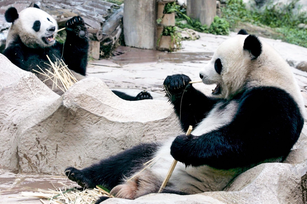 (Files) In this file photo taken on September 3, 2005, two giant pandas on loan to Thailand from China, Chuang Chuang and Lin Hui, eat bamboo at Chiang Mai Zoo in Chiang Mai. (Photo by Pornchai Kittiwongsakul / AFP)