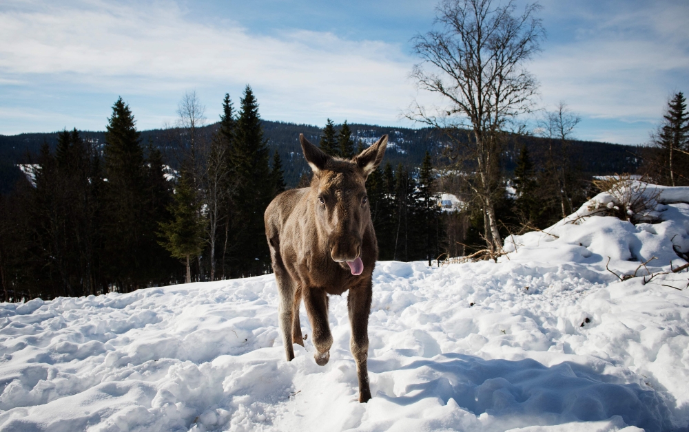 (FILES) In this file photo taken on March 17, 2013, a moose calf runs through the snow at a moose farm in Duved, Sweden. (Photo by Jonathan Nackstrand / AFP)