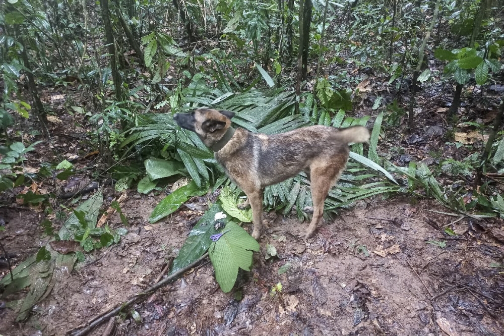 Handout picture released by the Colombian Army showing search dog 'Wilson' standing next to a pair of scissors found in the forest, on May 17, 2023. (Photo by Colombian army / AFP) 
