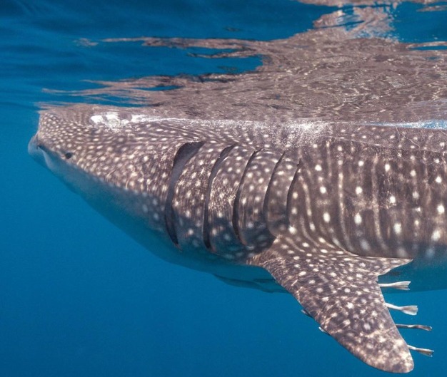 Instagram: @azzamalmannai