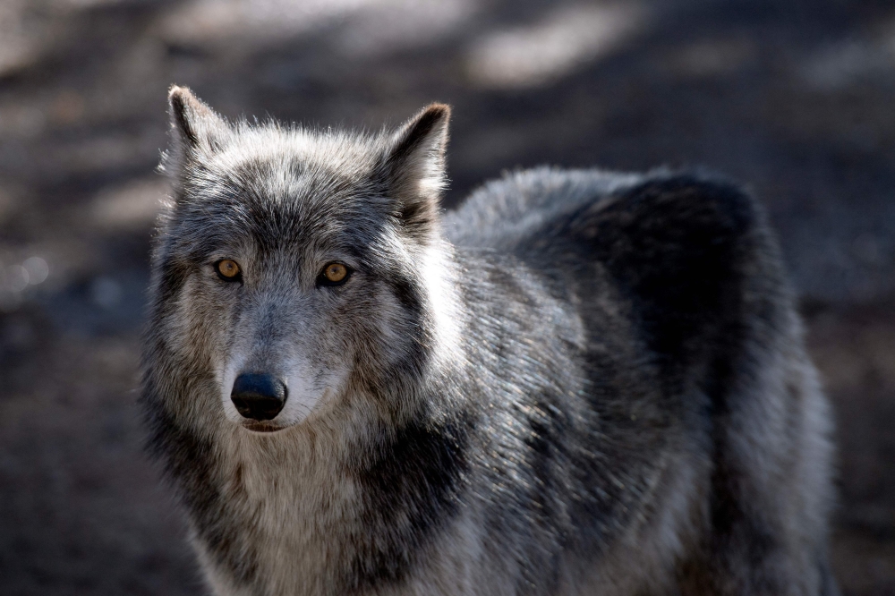 A wolf stands inside it's enclosure at the Colorado Wolf and Wildlife Center (CWWC) in Divide, Colorado, on March 28, 2023. (Photo by Jason Connolly / AFP)

