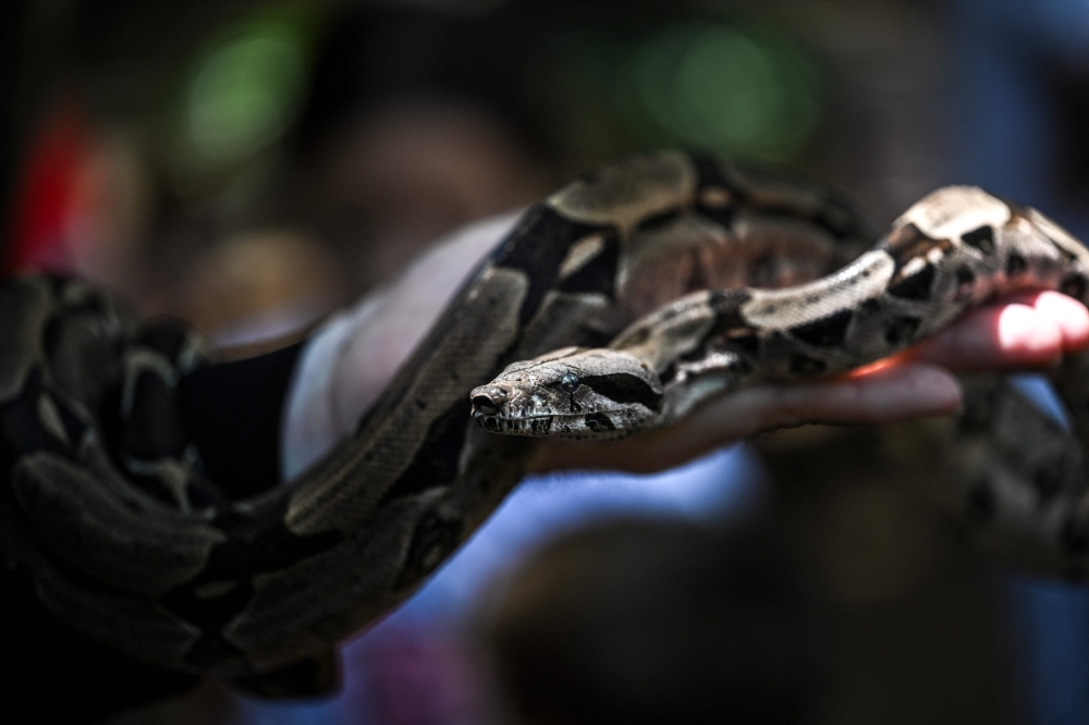 Willians Garban (56), security supervisor of the Casupo municipal park, holds a boa constrictor snake (Boa constrictor) in his left arm while it is shown to attendees at a discussion about snakes promoted by the Vivariun foundation in Valencia, Carabobo state, Venezuela, on July 27, 2023. Photo by Yuri CORTEZ / AFP