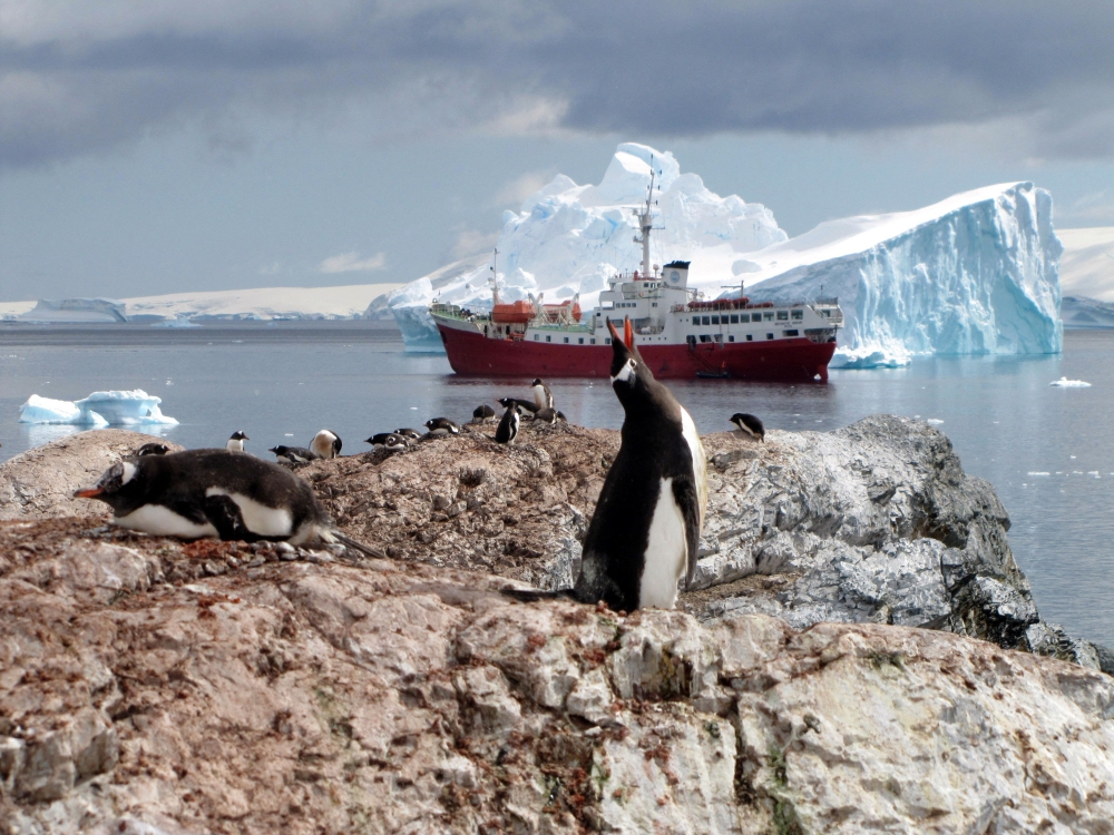 (FILES) Penguins are seen on January 1, 2010 on the Antartic Peninsula. Helpless emperor penguin chicks perished at multiple breeding grounds in West Antarctica late last year, drowning or freezing to death when sea ice eroded by global warming gave way under their tiny feet, scientists said on August 24, 2023. (Photo by SARAH DAWALIBI / AFP)
