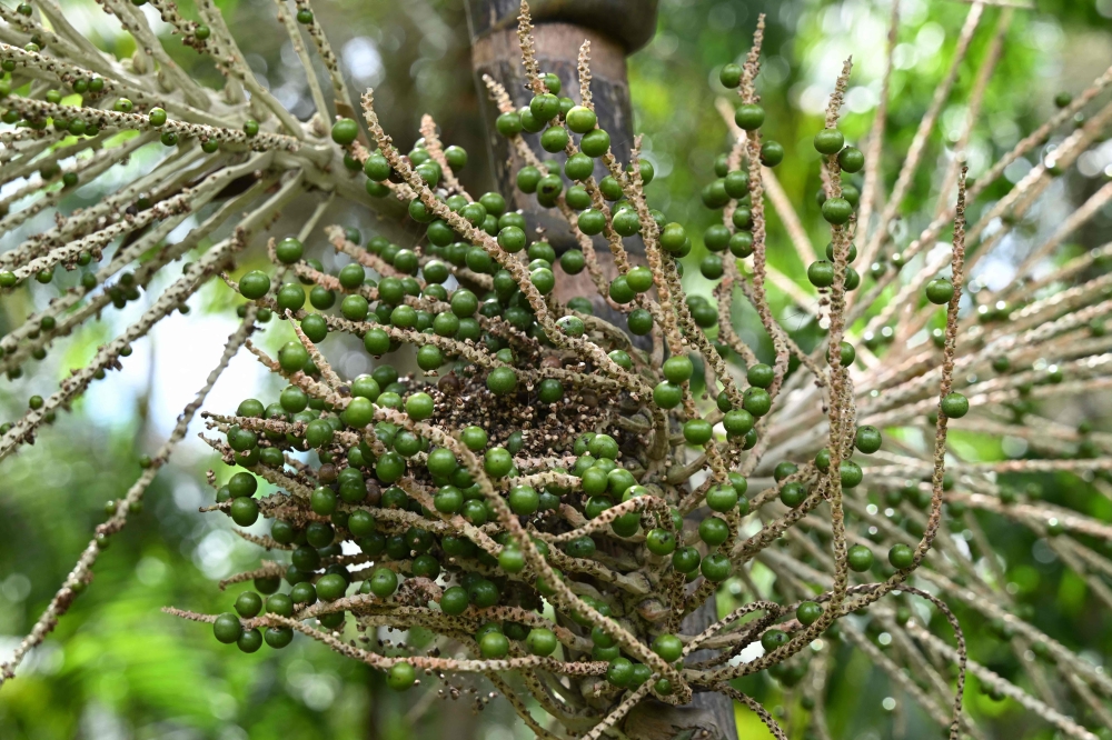 Picture of a fruit bunch with acai berries taken at a palm tree plantation in Abaetetuba, Para State, in the Brazilian Amazon Forest, on August 4, 2023. (Photo by Evaristo SA / AFP)
