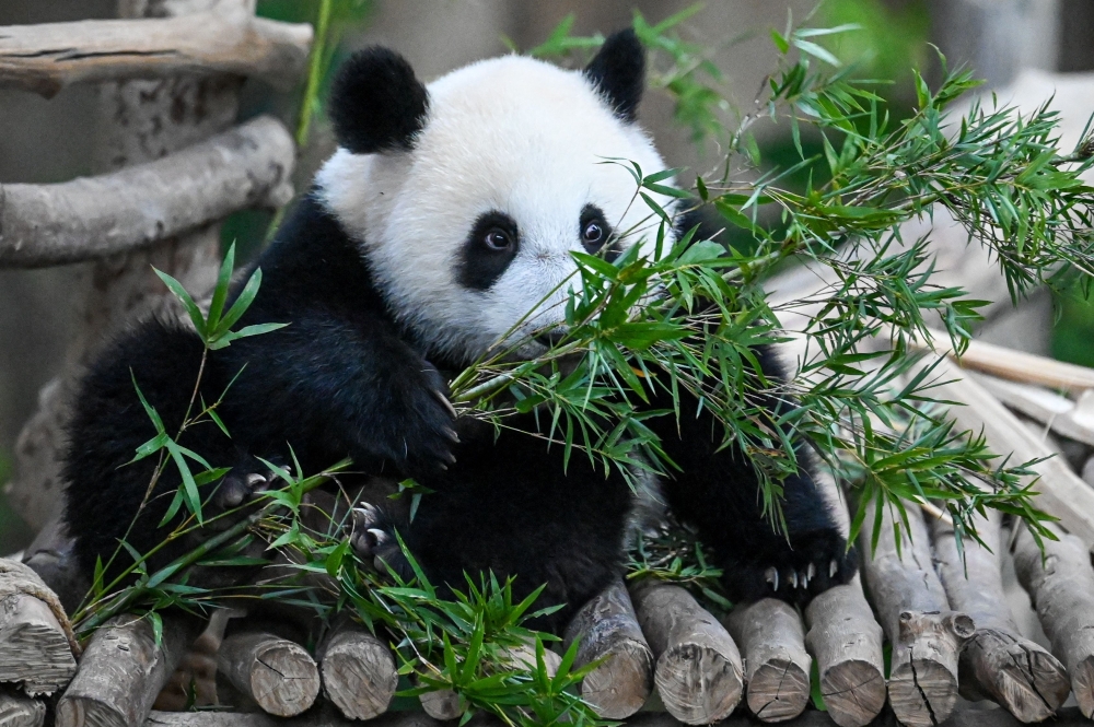 Sheng Yi, a female panda, forages on bamboo leaves inside the panda enclosure at the National Zoo in Kuala Lumpur on May 25, 2022. Photo by Mohd RASFAN / AFP