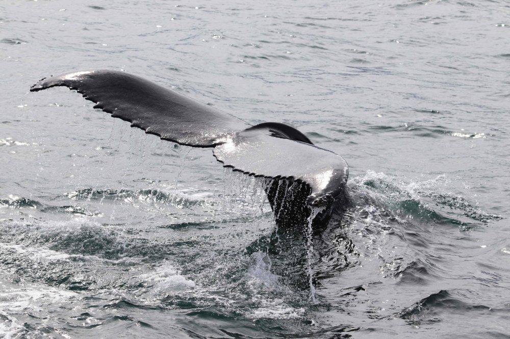 This aerial picture taken on August 2, 2021 shows a humpback whale diving in Hestfjorour (Westfjords), Iceland. (Photo by Tom Grove / AFP)