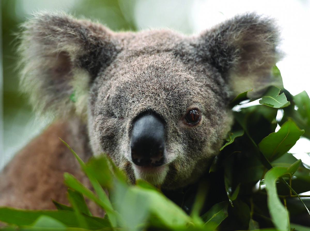 This file photo taken on April 28, 2016 shows Oxley Kaylee, a koala that lost an eye and had her left hind leg amputated after being hit by a car, looking on at the Koala Hospital in Port Macquarie. AFP / Peter Parks

