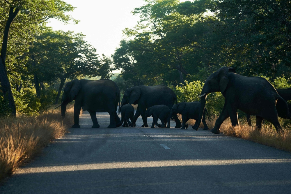 Elephants cross a road early morning, outside the Hwange National Park, Hwange, Zimbabwe, on May 26, 2022. (Photo by Zinyange Auntony / AFP)

