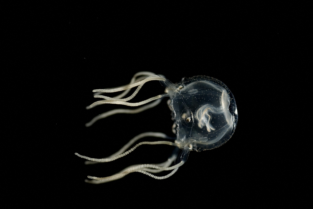 This photograph released on September 20, 2023, shows a swimming Caribbean box jellyfish, or Tripedalia cystophora, in a laboratory of Kiel University, northern Germany. (Photo by Jan Bielecki / AFP)