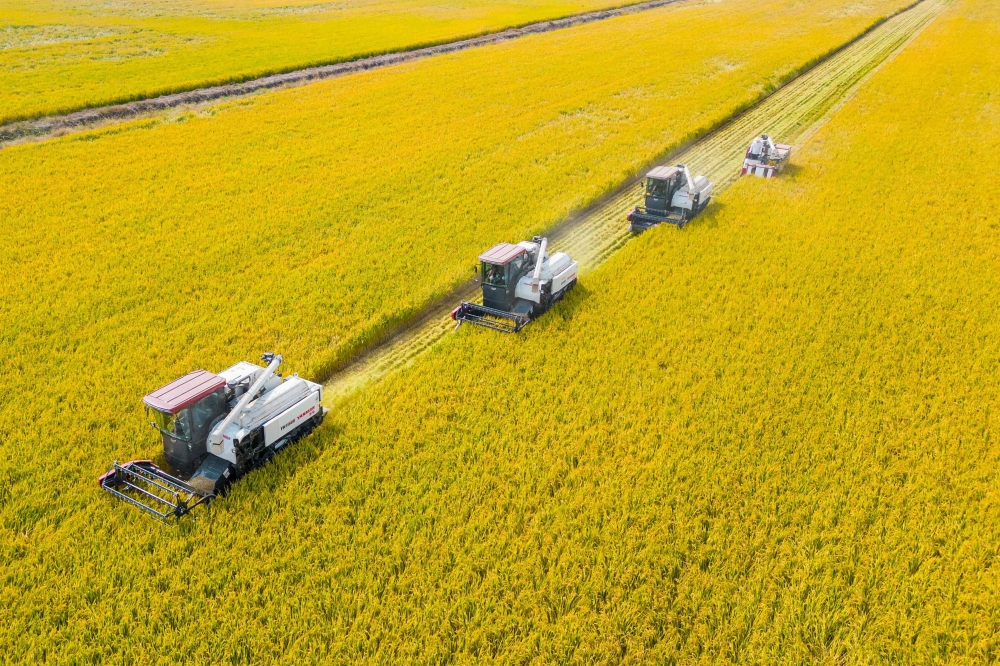 This aerial photo taken on October 24, 2023 show combines harvesting rice in Nantong, China's eastern Jiangsu province. (Photo by AFP) 