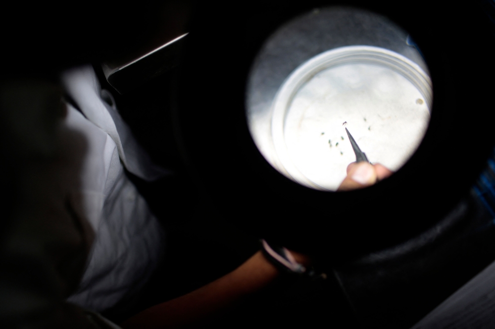 A lab technician studies mosquitoes carrying the Chikungunya virus in a public health laboratory in Acapulco, Guerrero State, Mexico, on April 15, 2015. Photo by Pedro PARDO / AFP