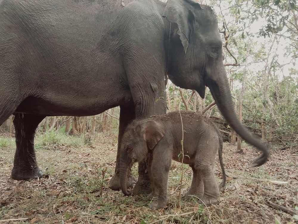 This handout picture taken on November 11, 2023 and provided by Indonesia's Ministry of Environment on November 13, 2023 and Forestry shows a newborn male Sumatran elephant standing next to an adult elephant at the Way Kambas National Park. Photo by Handout / Indonesia's Ministry of Environment and Forestry / AFP