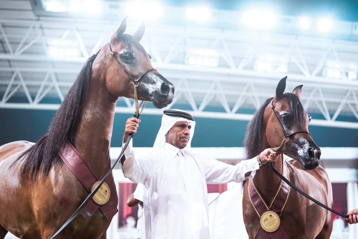 A contestant showcases horses at Al Shaqab's Outdoor Arena yesterday.