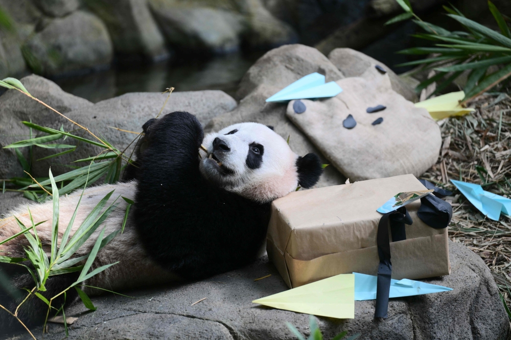 This handout picture taken and released on December 13, 2023 by the Mandai Wildlife Group shows two-year-old panda cub Le Le attending its farewell event at the River Wonders wildlife park in Singapore on December 13, 2023, as authorities prepare to send him to China where he will join the country's breeding program. Photo by Handout / Mandai Wildlife Group / AFP