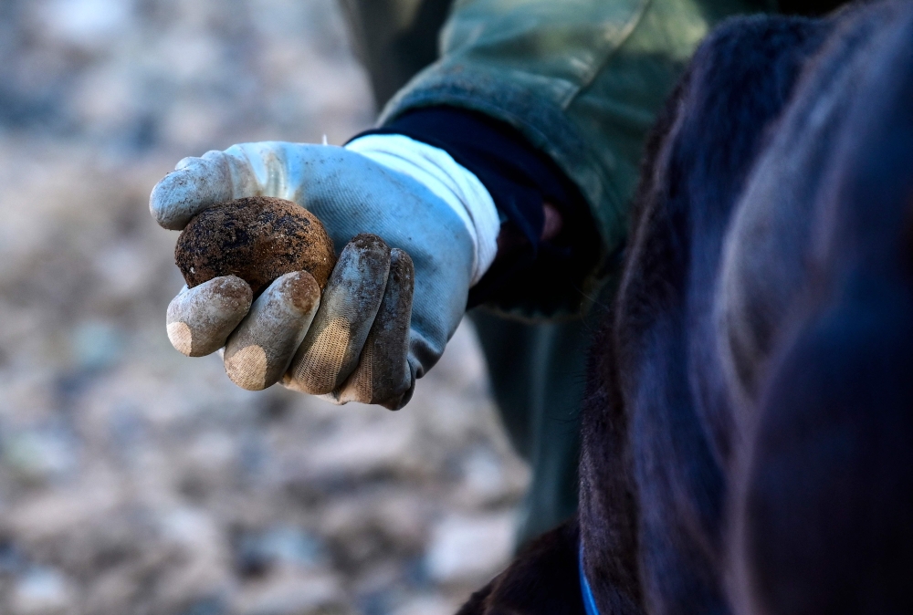 Former forest ranger Jose Antonio Soriano holds a black truffle, freshly harvested by himself, with help of his dog Pista, from the grove he owns in Sarrion, eastern Spain, where oak trees live in symbiotic relationship with the truffle producing fungus, on December 10, 2023. Photo by JOSE JORDAN / AFP