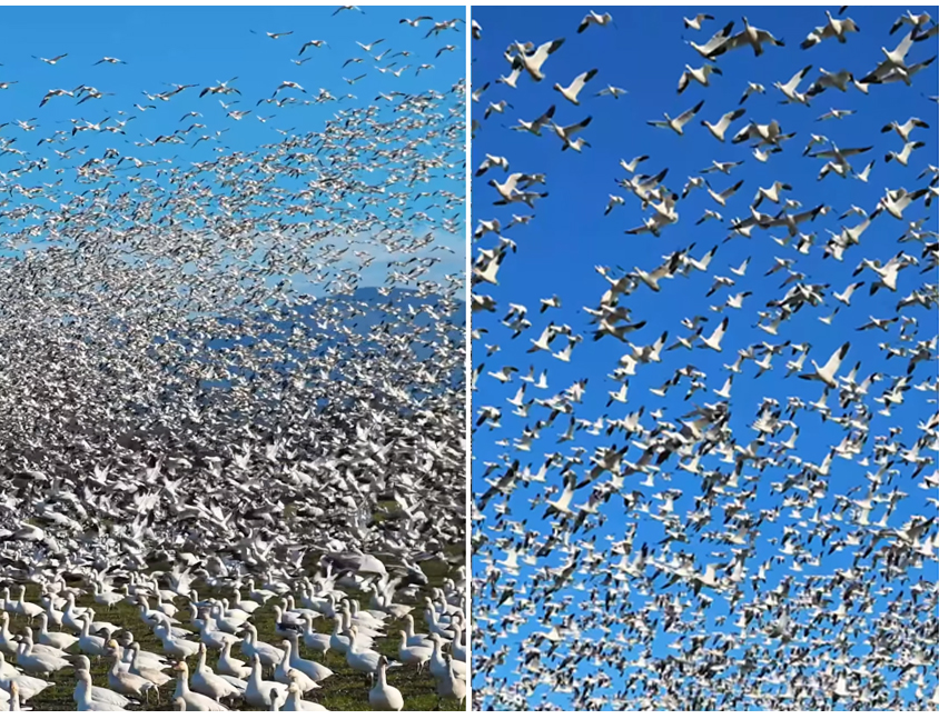 Screen grab of Snow Geese video shared by Mukul Soman on Instagram  